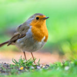 Robin